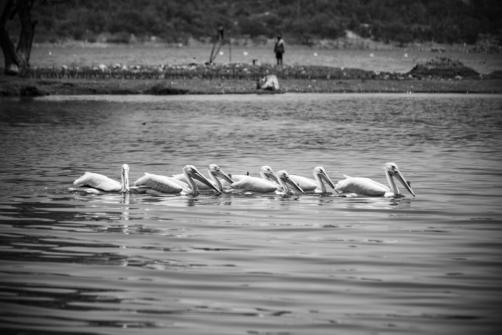 a group of birds swim in a lake