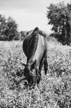 A beautiful horse grazing in a lush green pasture under a clear blue sky.