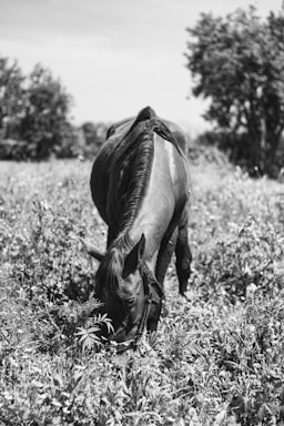 A beautiful horse grazing in a lush green field.