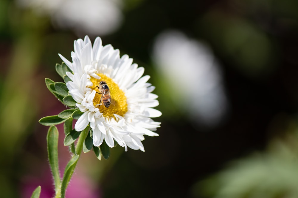 a bee on a flower