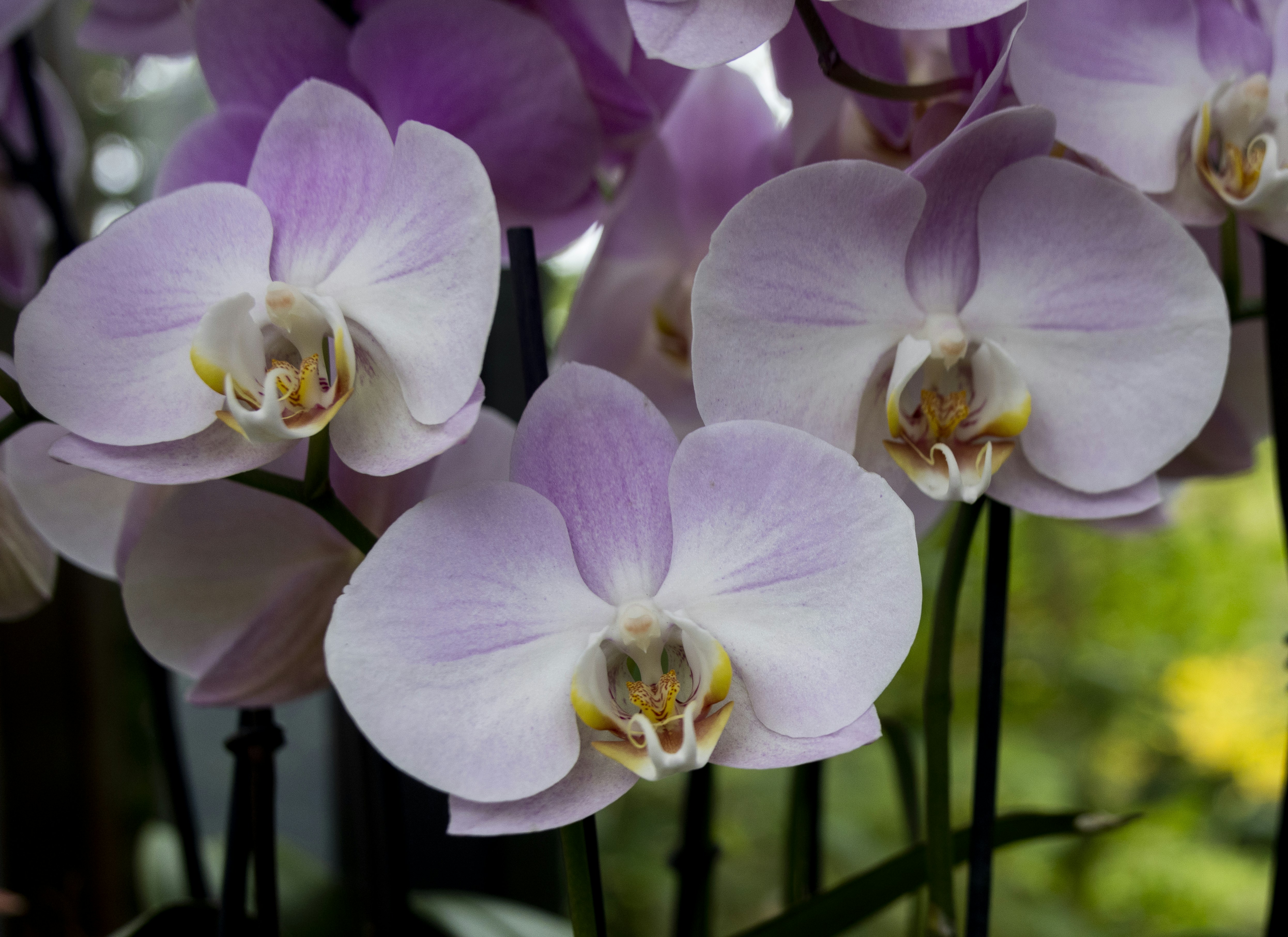 Afbeelding van Lisse