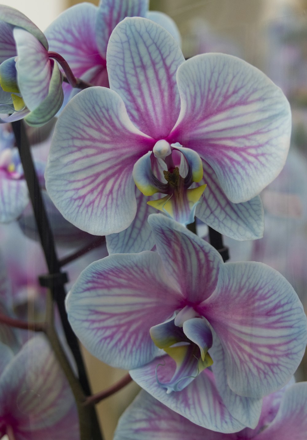 a close up of a flower