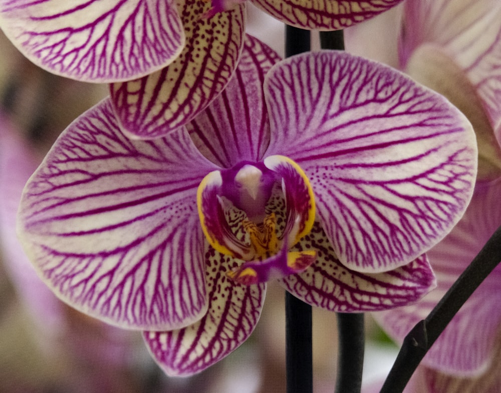 a close up of a flower