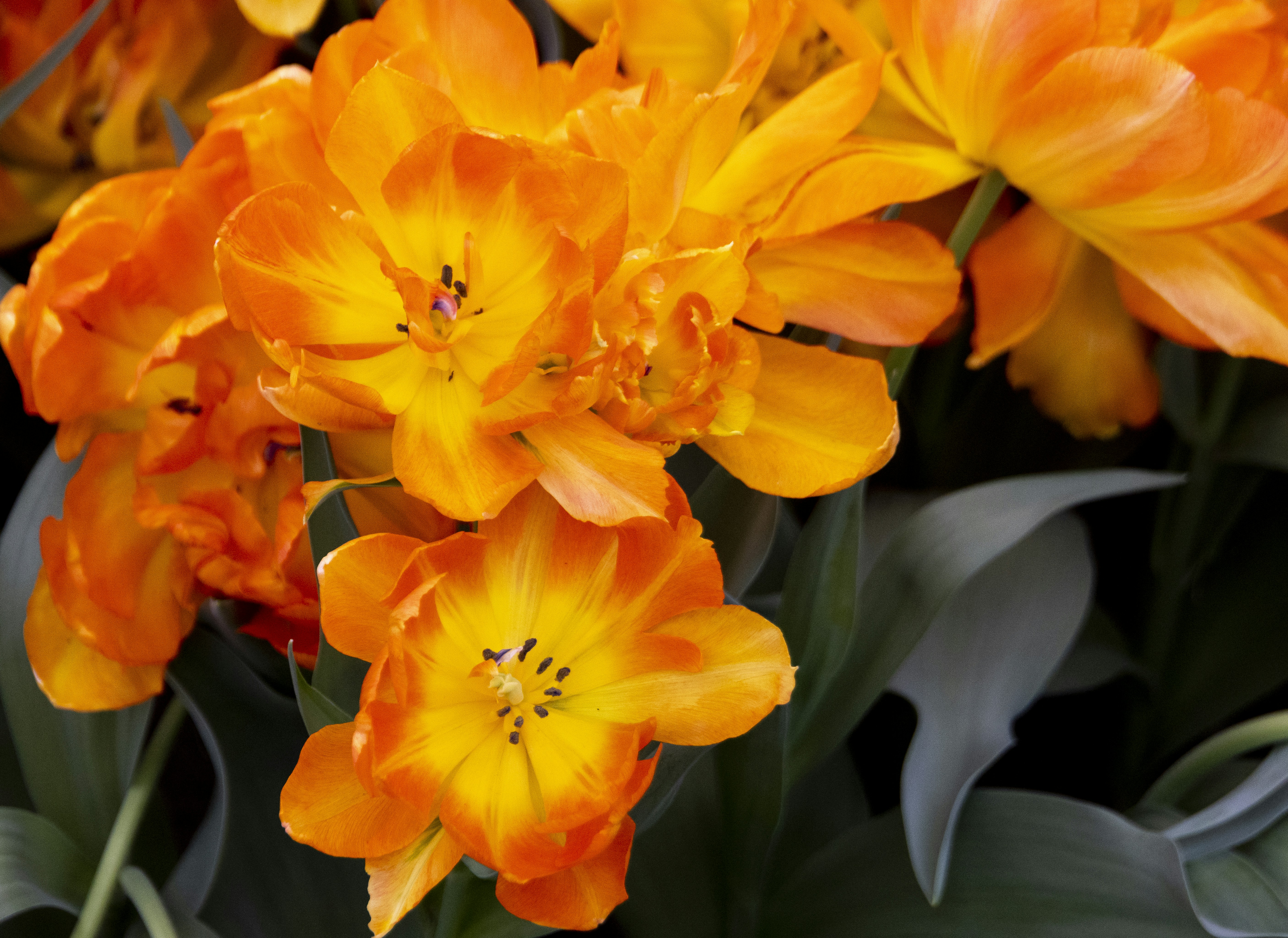 Um grupo de flores amarelas foto – Imagem grátis sobre Tulips na Unsplash, image size:3000x2185