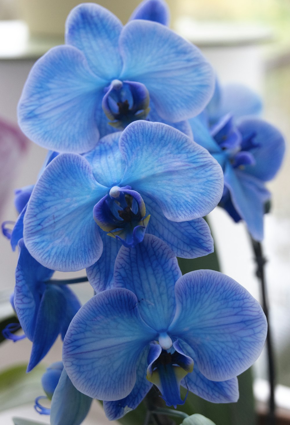 a group of blue flowers