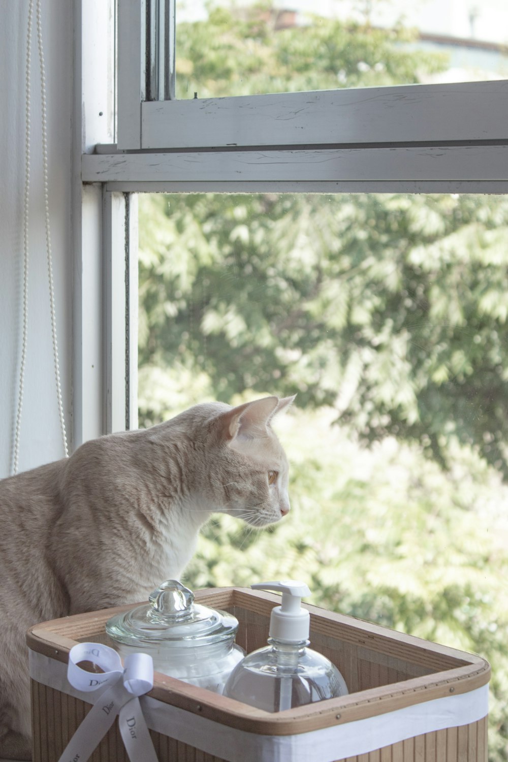 a cat sitting on a window sill looking out a window