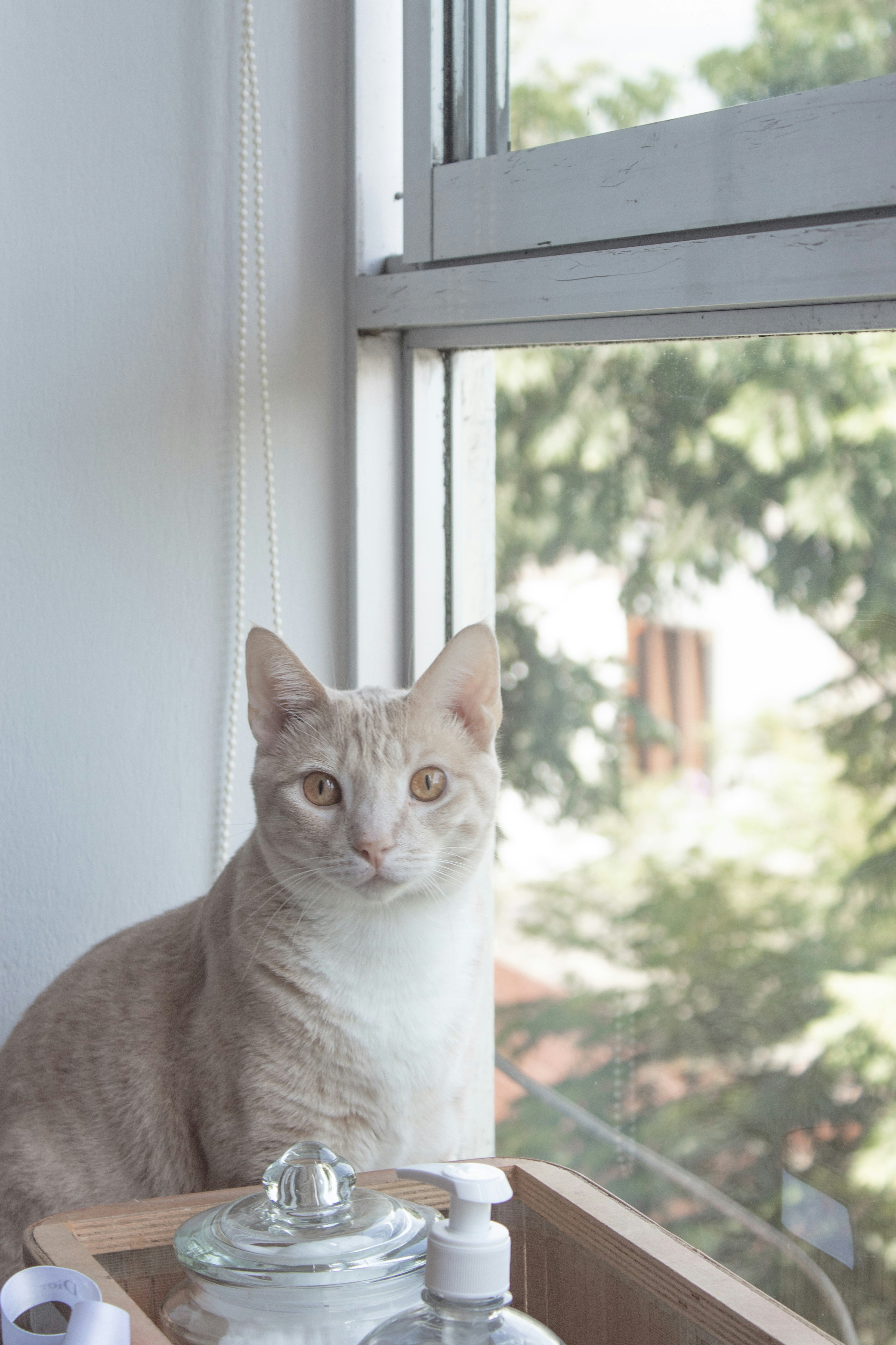 a cat sitting on a window sill