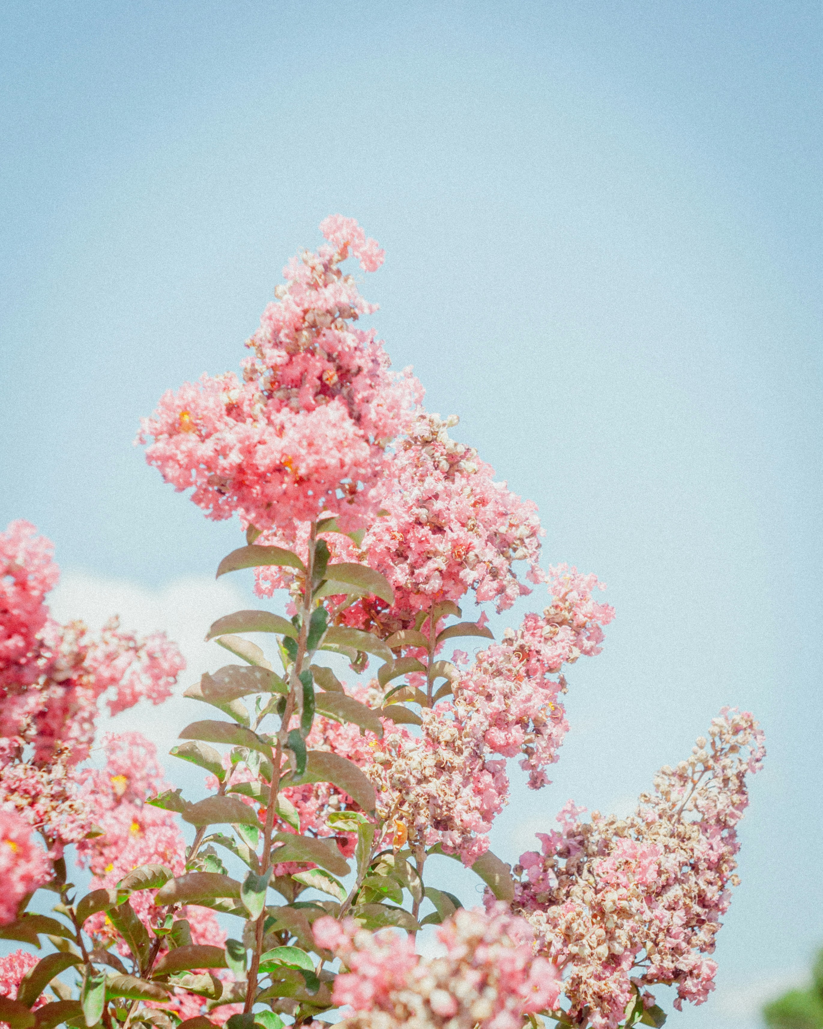 Photo by taiyoushounen