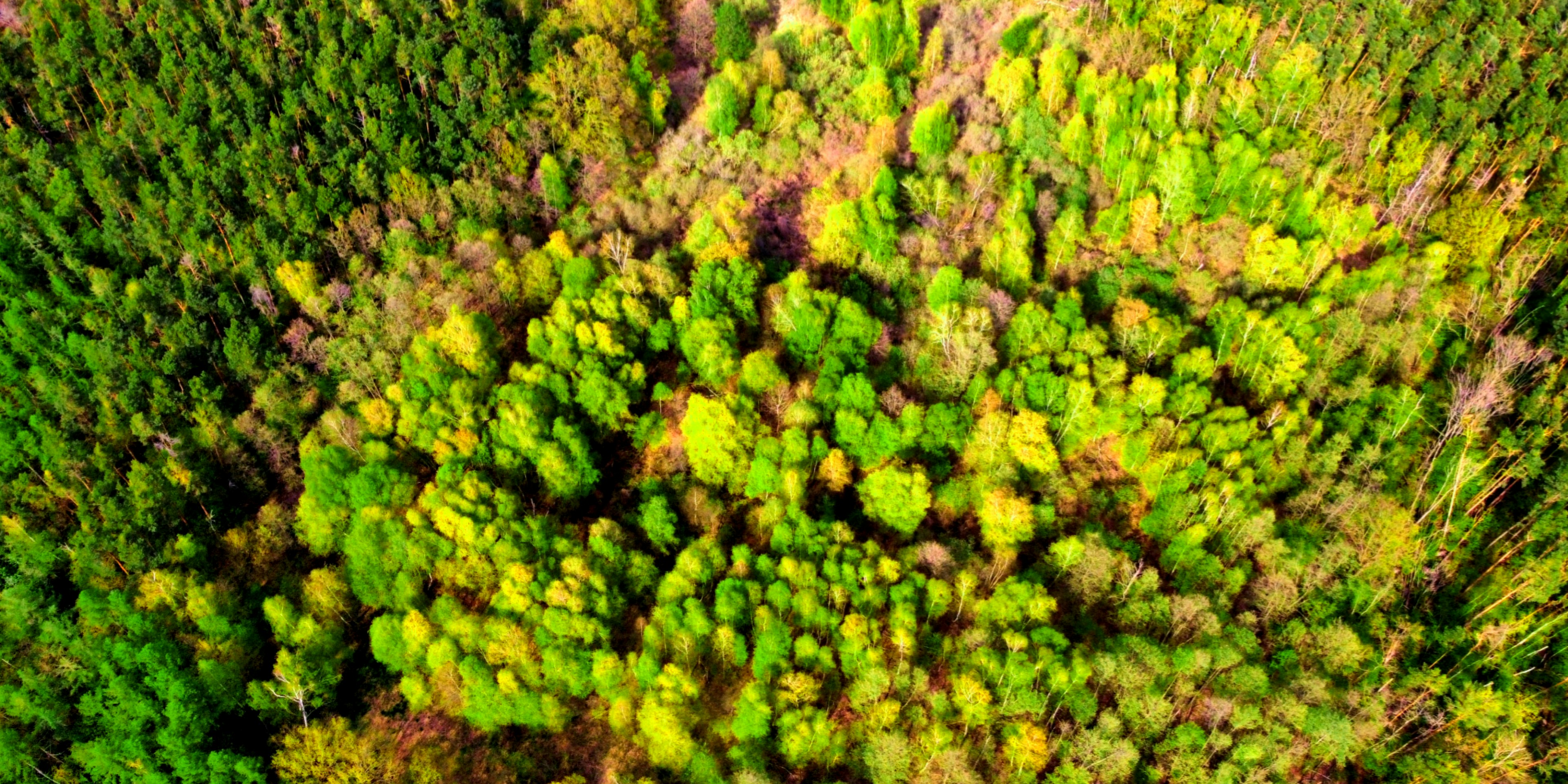 a large group of plants