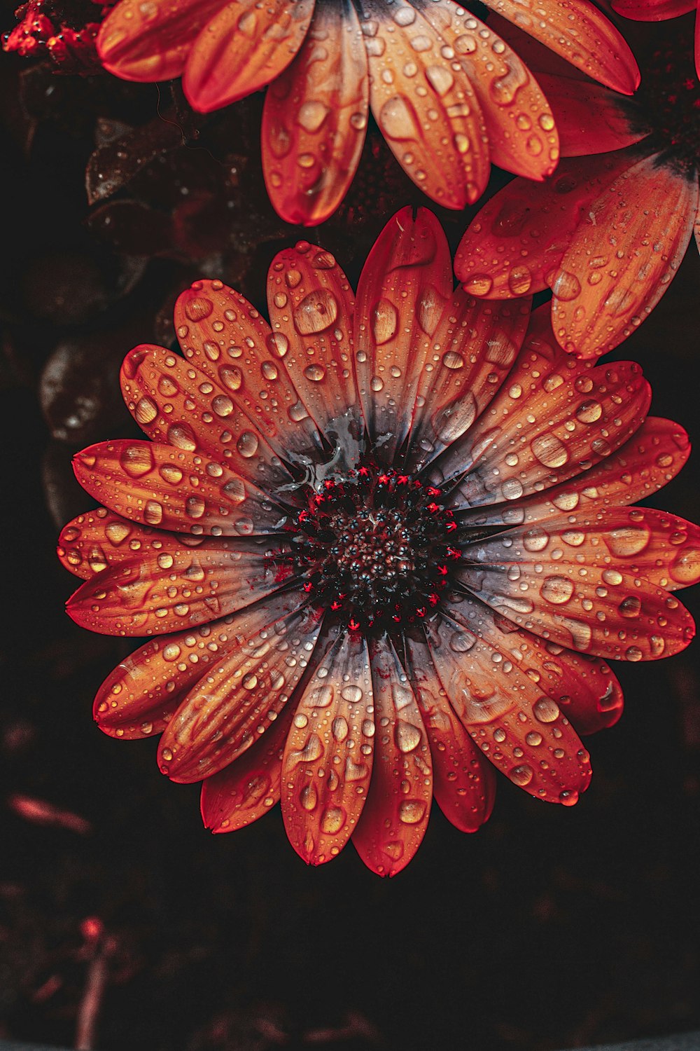 a red flower with a black center