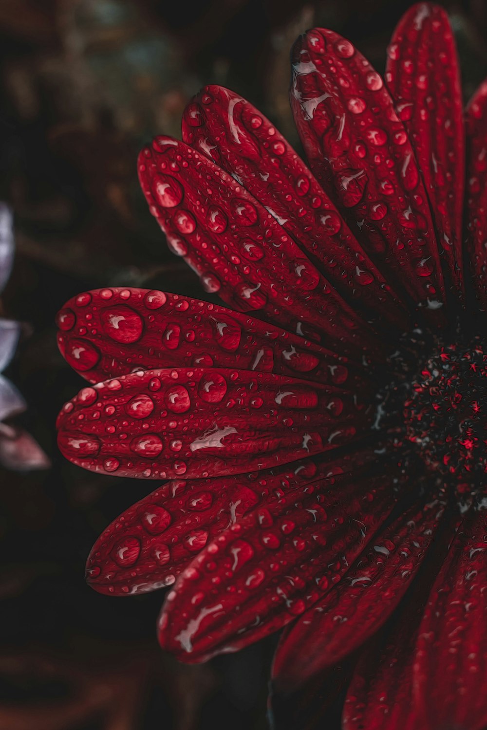 a red flower with water droplets