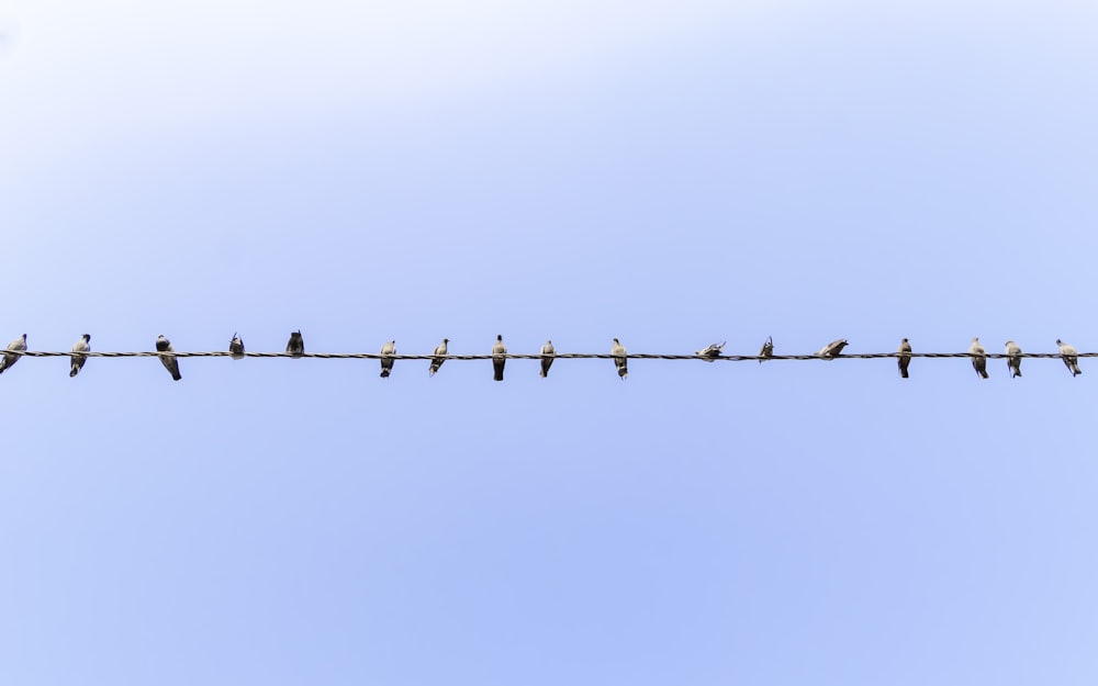 birds sitting on a wire