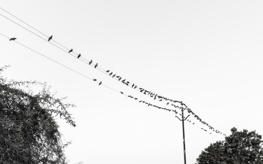 Oiseaux assis sur des lignes électriques