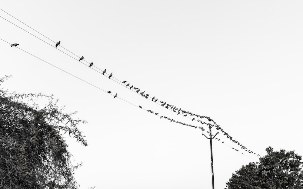 birds sitting on power lines