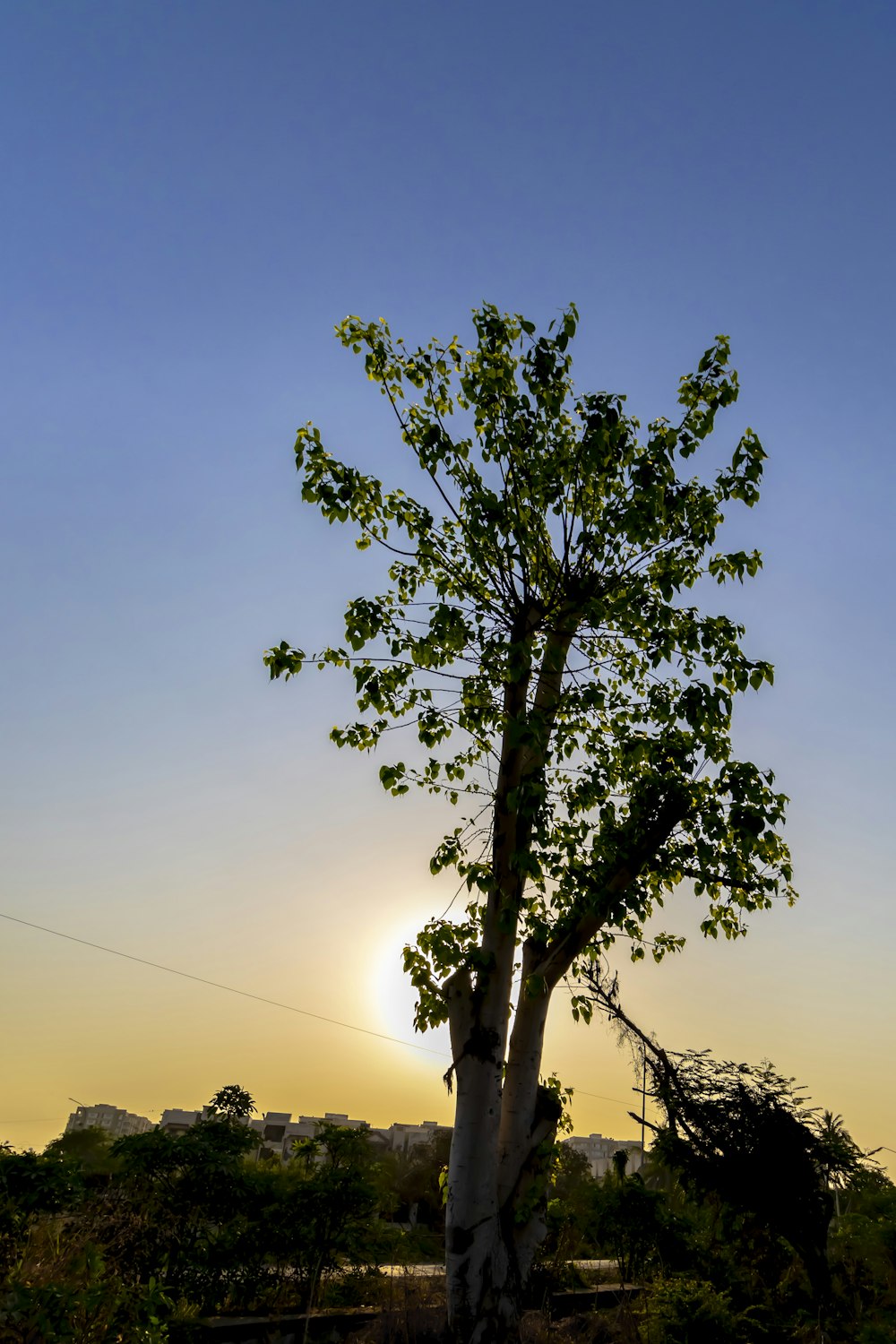a tree with a blue sky