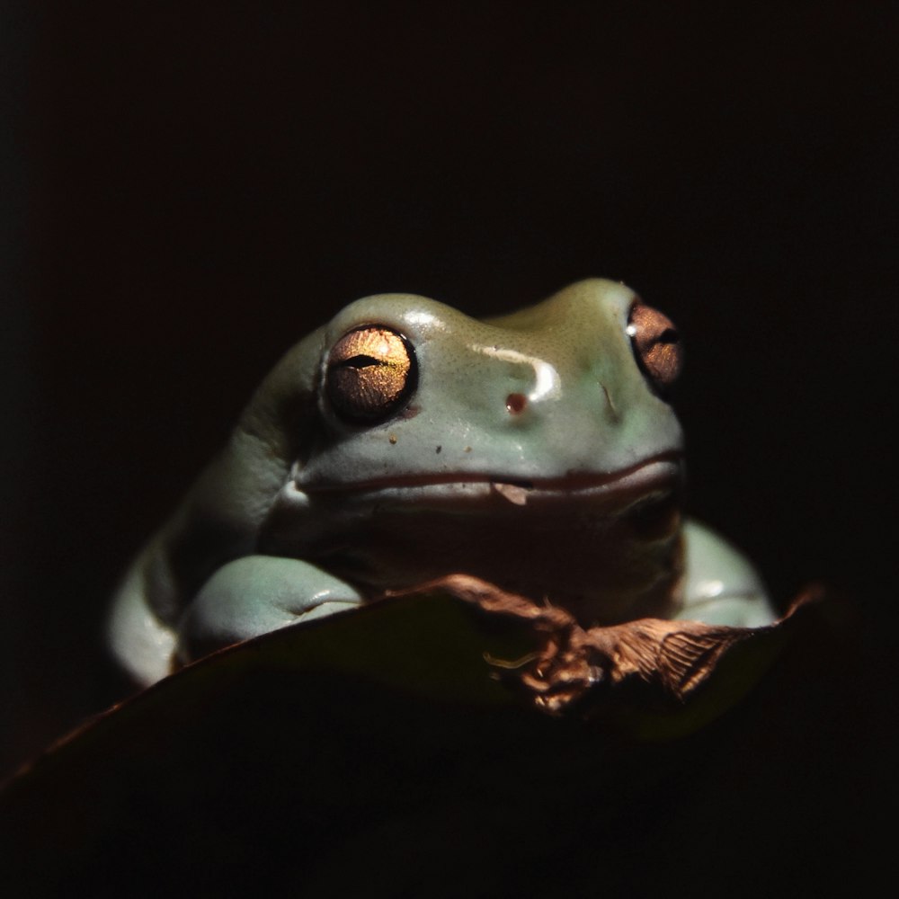 a frog with a black background