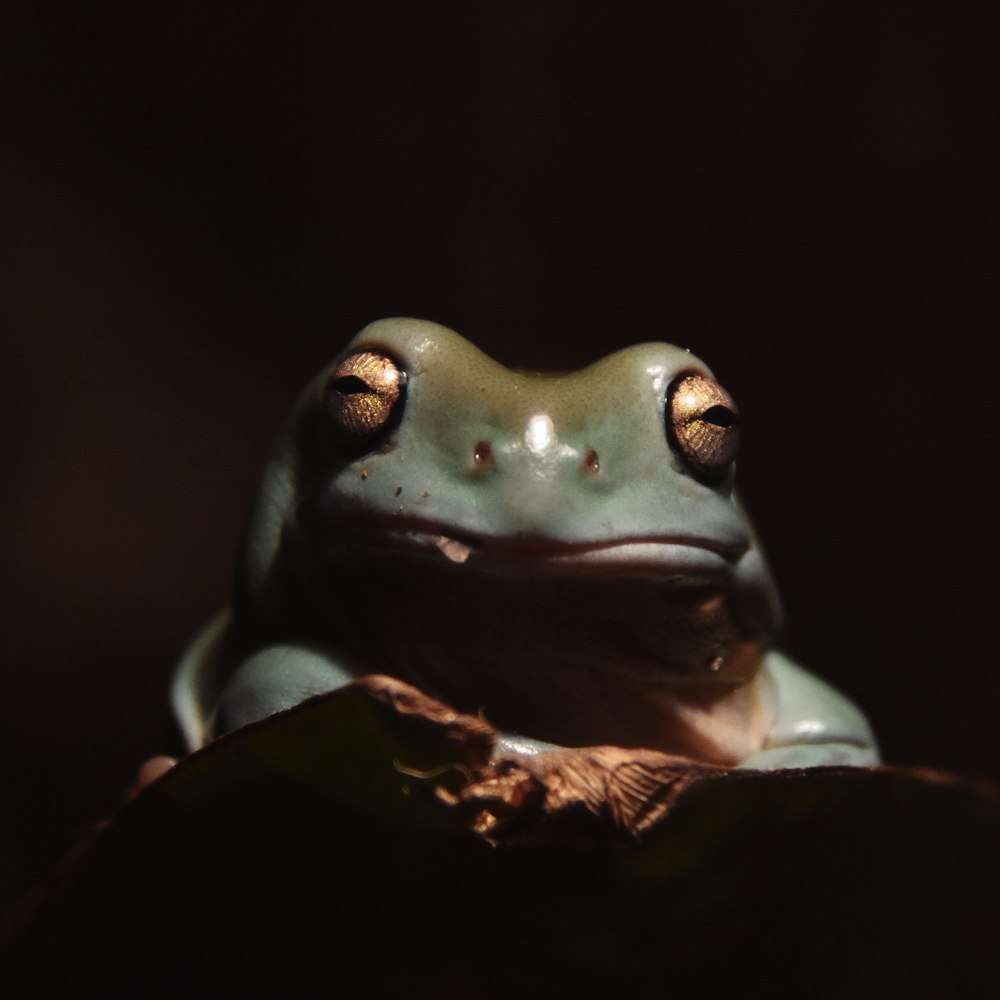 a close up of a frog