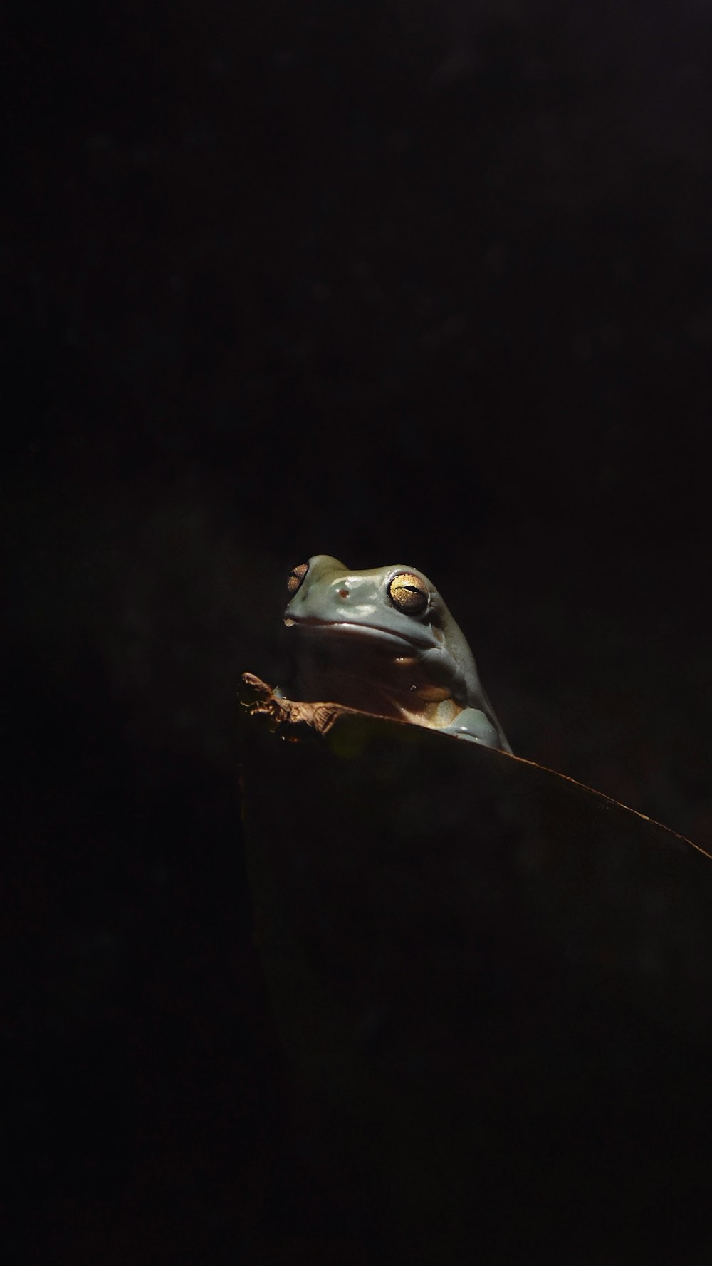 a frog on a branch