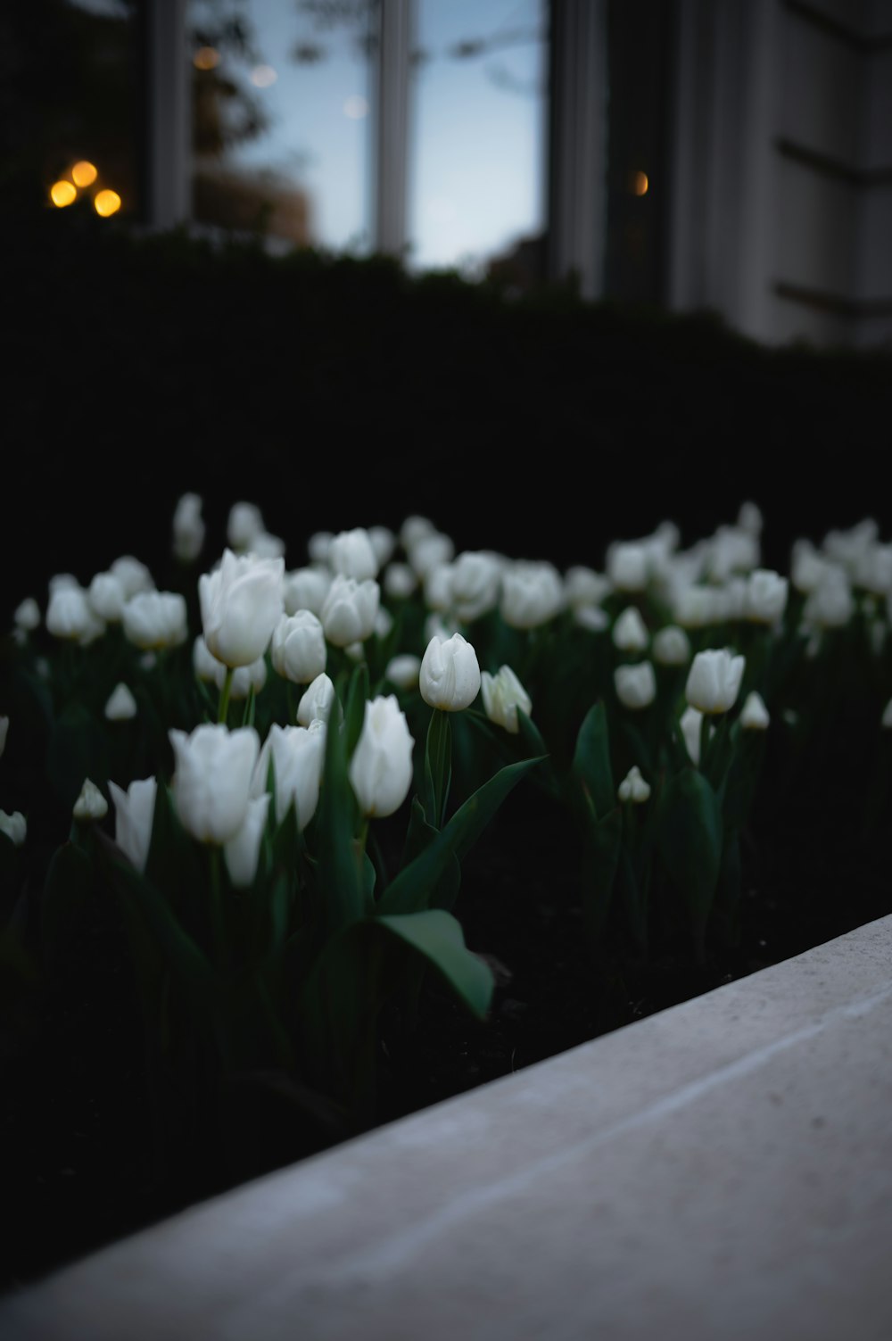 a group of white flowers