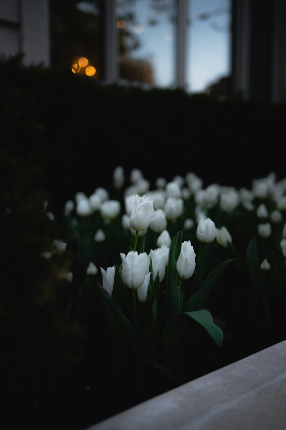 a close up of white flowers