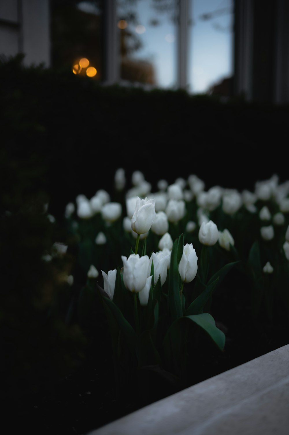 Un gros plan de fleurs blanches