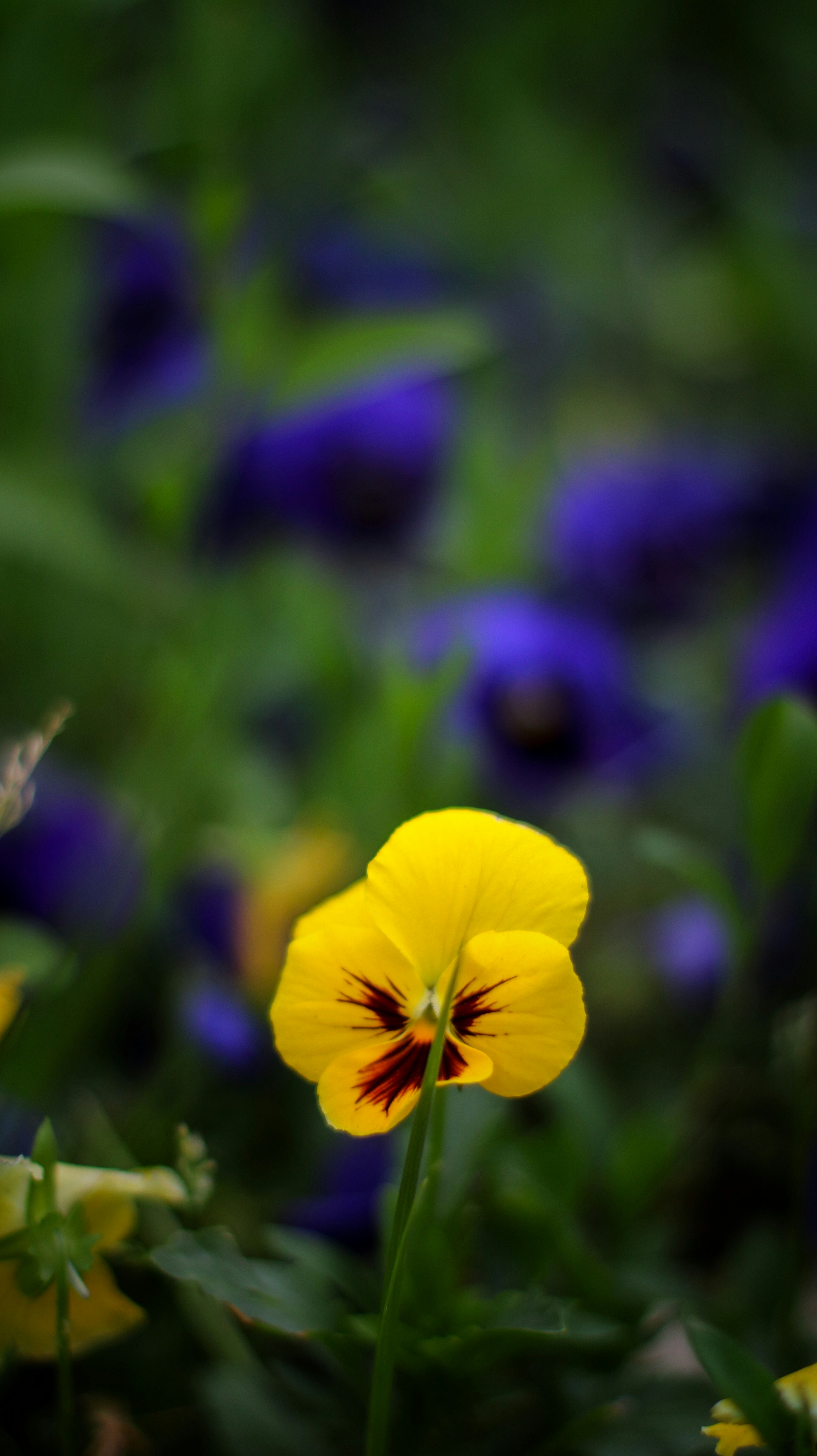 Photo by moein_mz1729