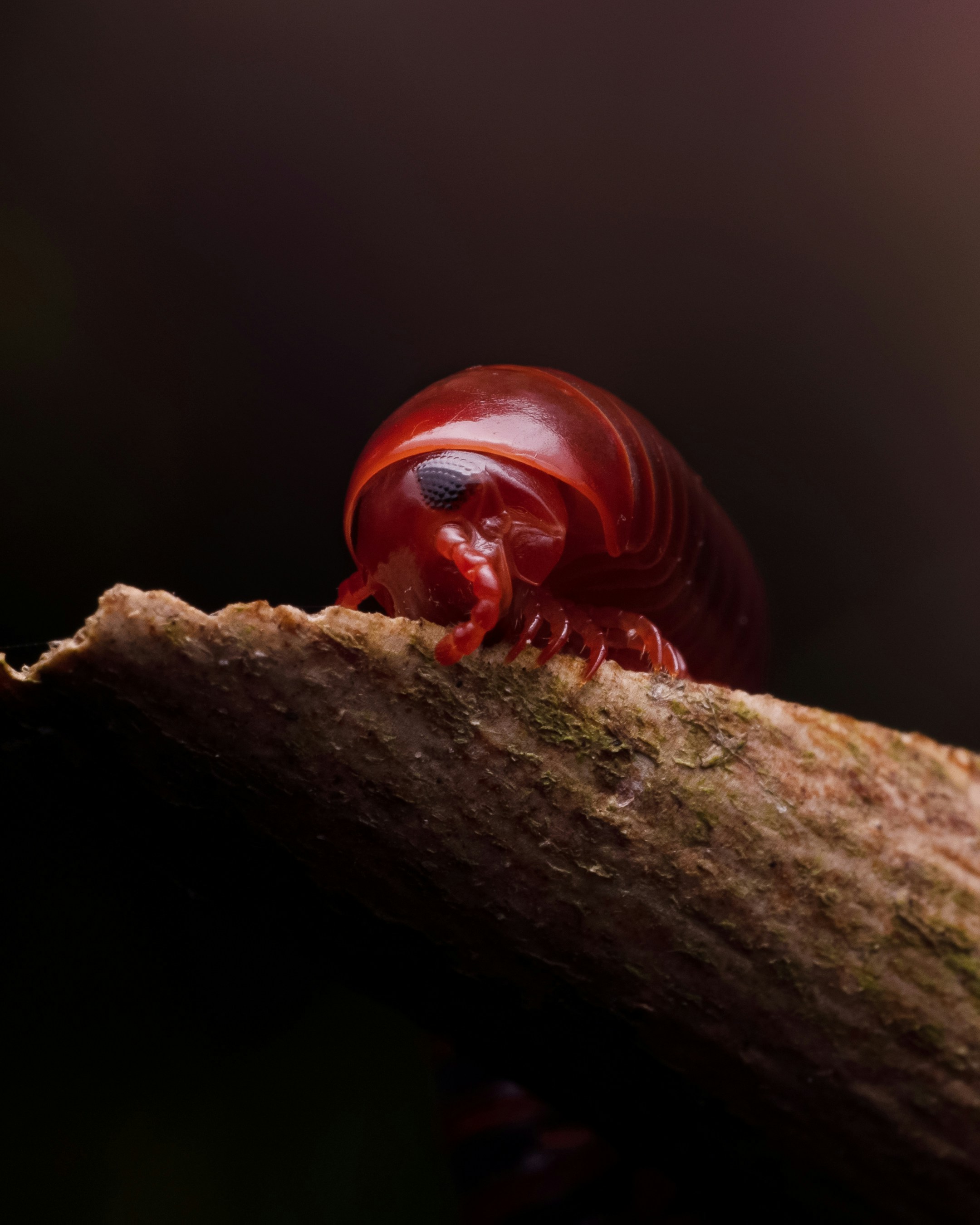 A ladybug on a log photo – Free Insect Image on Unsplash