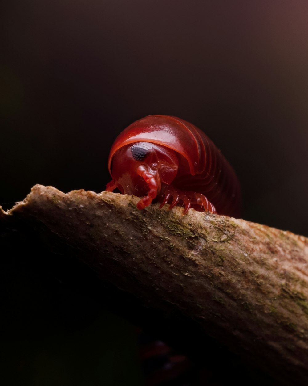 a ladybug on a log