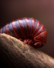 A close-up of a coiled millipede resting on a textured branch. The millipede has a shiny, segmented body with alternating dark and reddish-brown stripes. Its small legs are visible tucked beneath its curved shell.