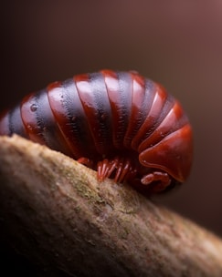 A close-up of a coiled millipede resting on a textured branch. The millipede has a shiny, segmented body with alternating dark and reddish-brown stripes. Its small legs are visible tucked beneath its curved shell.