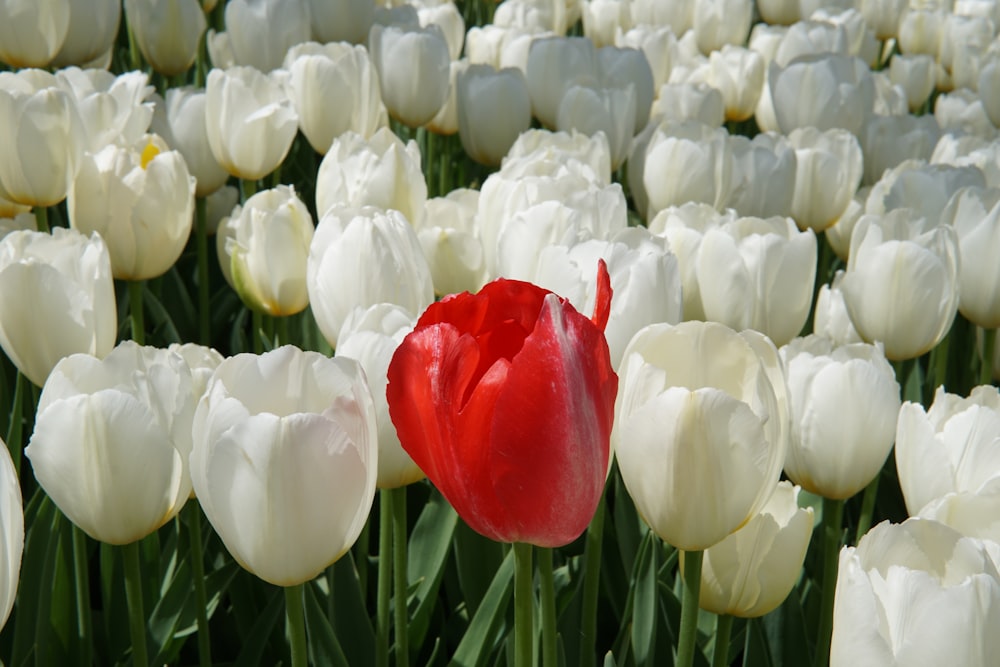 a red rose surrounded by white and pink flowers