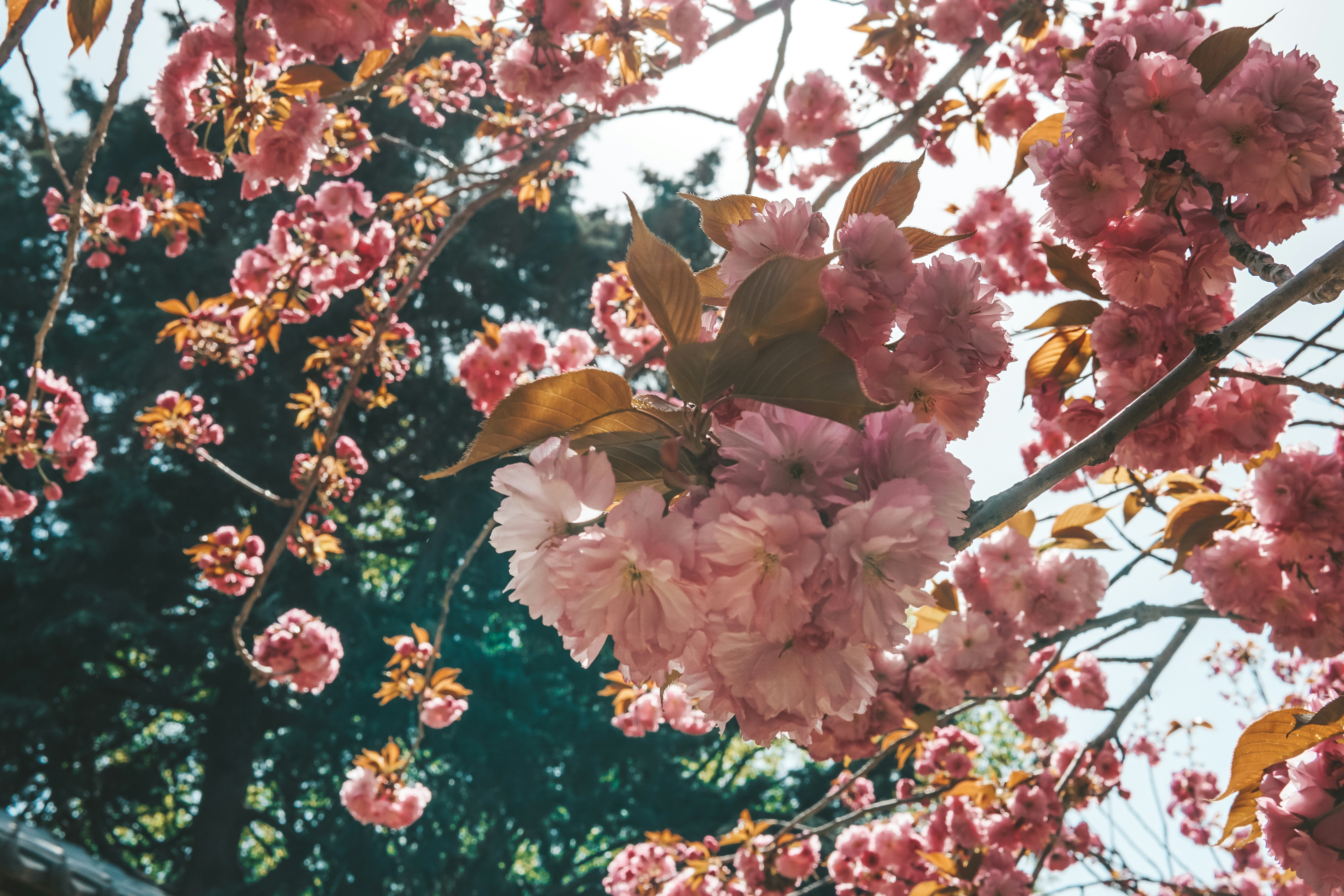 Photo by mertkahveci