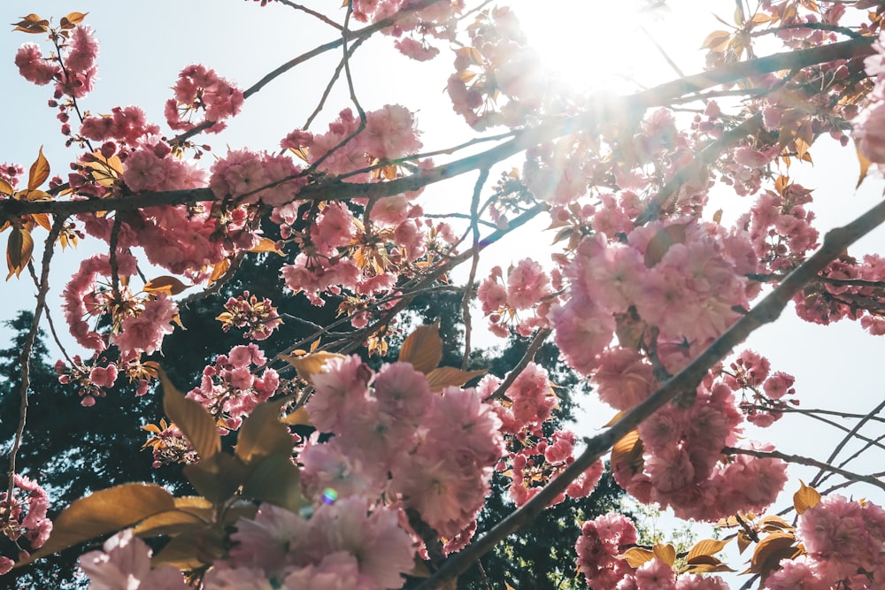 a tree with pink flowers