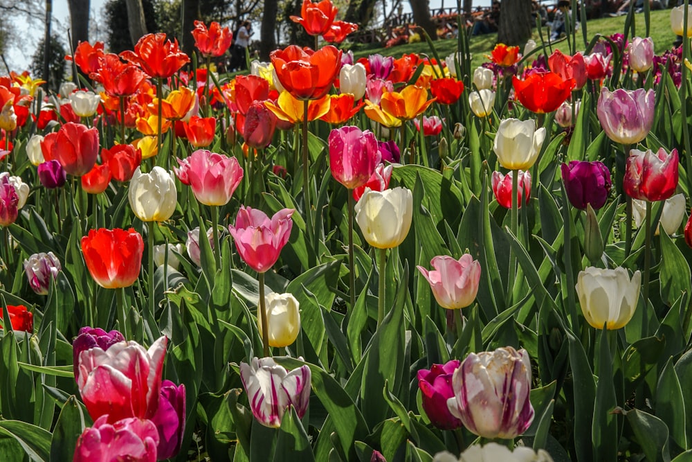 a field of colorful flowers