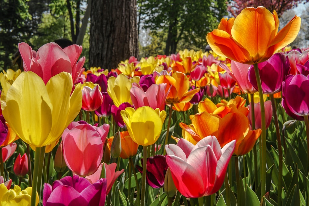 a group of colorful flowers