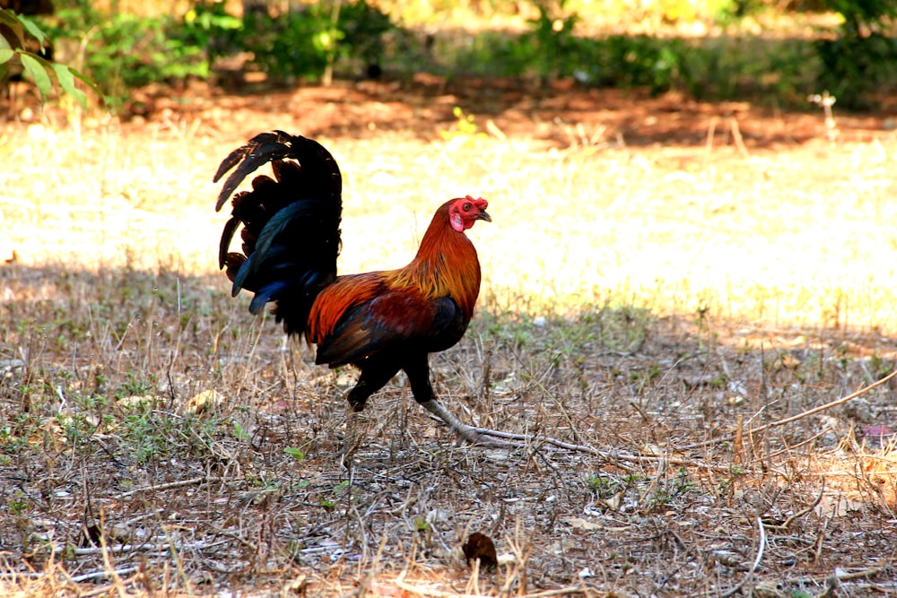 a rooster walking on the ground