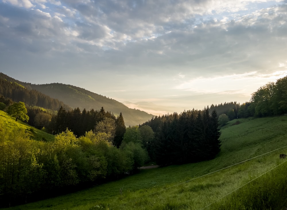 a grassy hill with trees on it