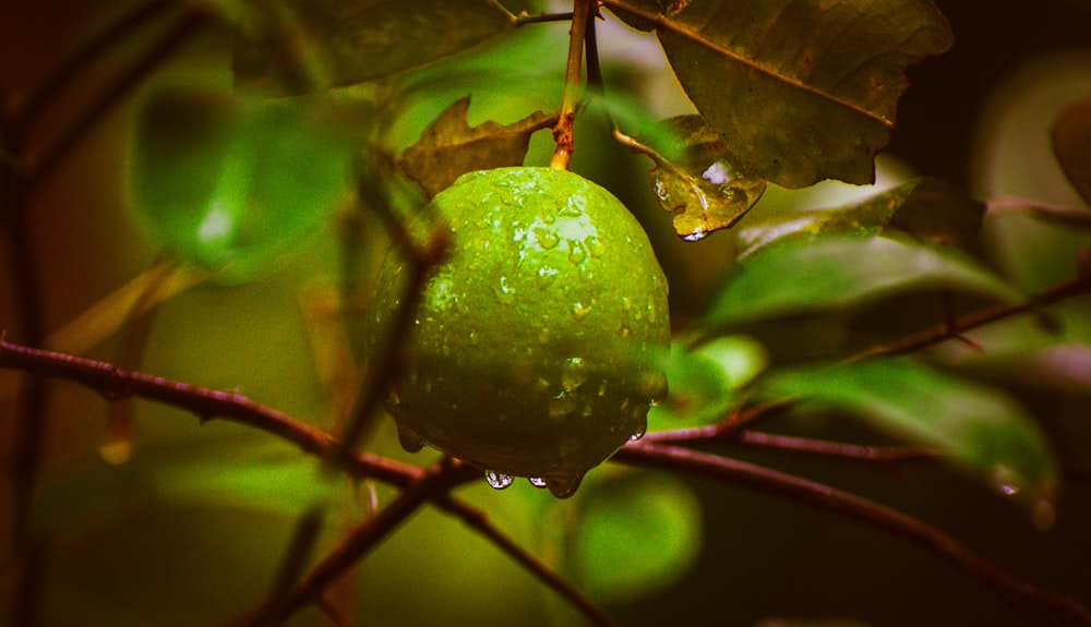 a green fruit on a tree