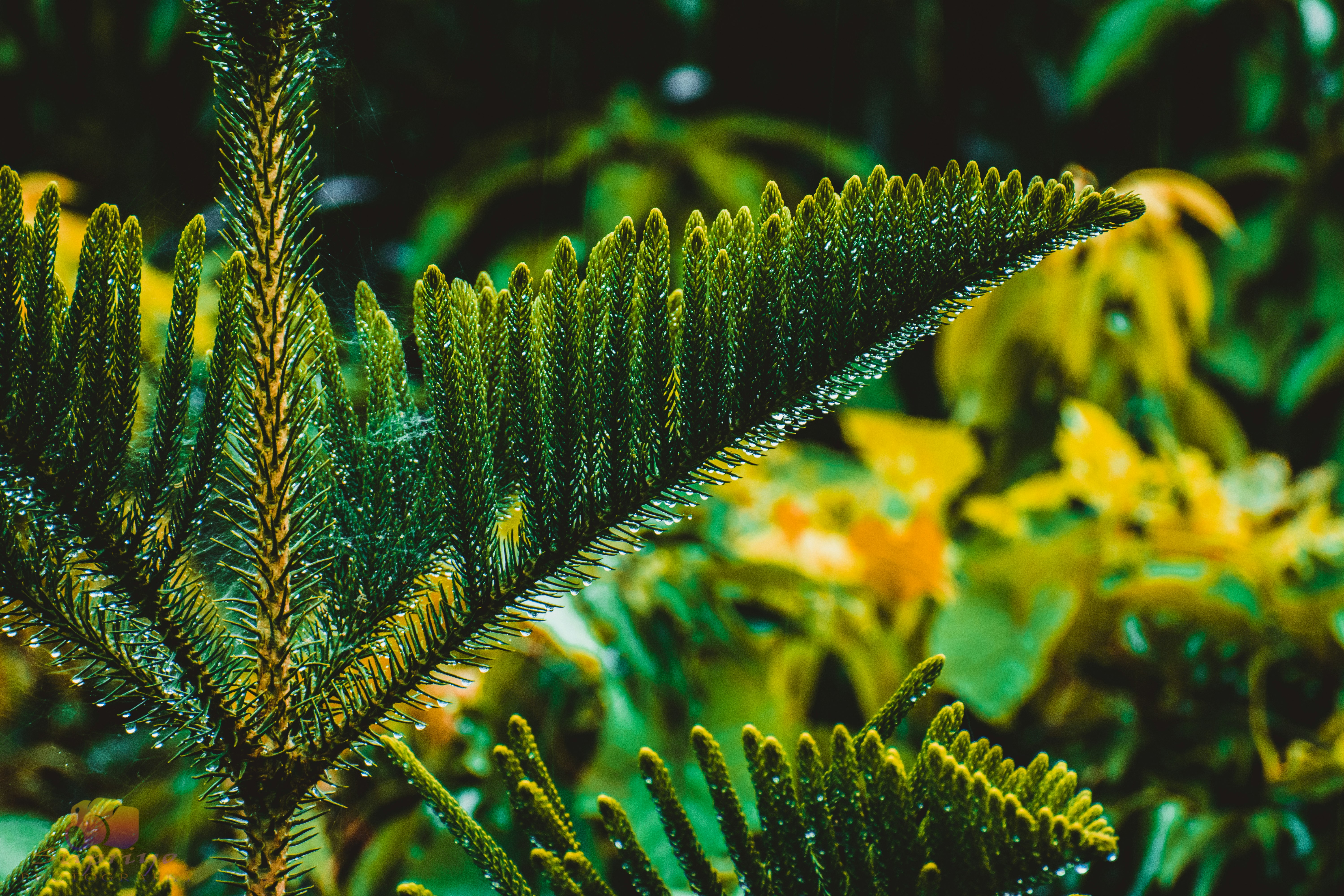 Botanical Dreamscape Print