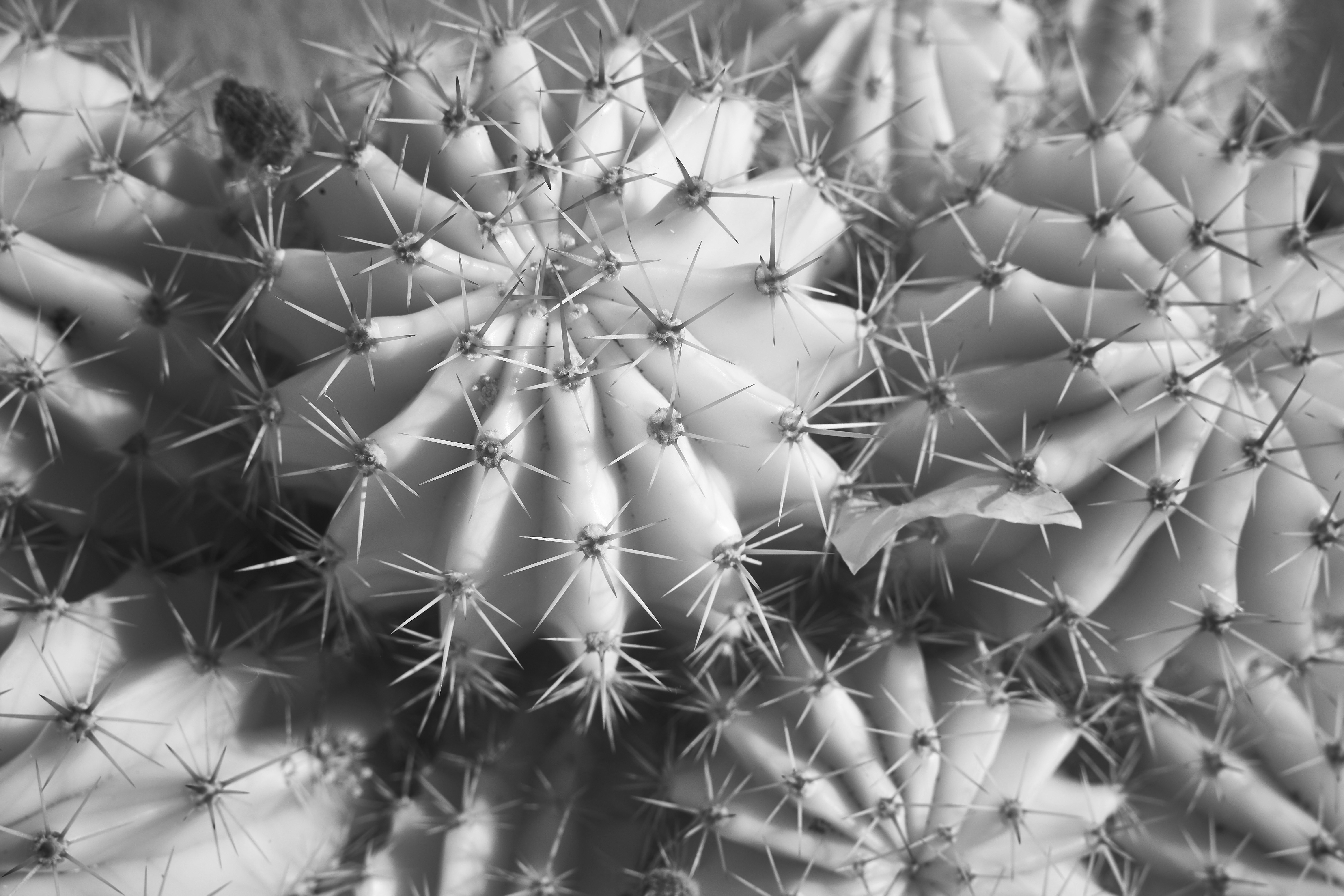 Photo by wolfgang_hasselmann