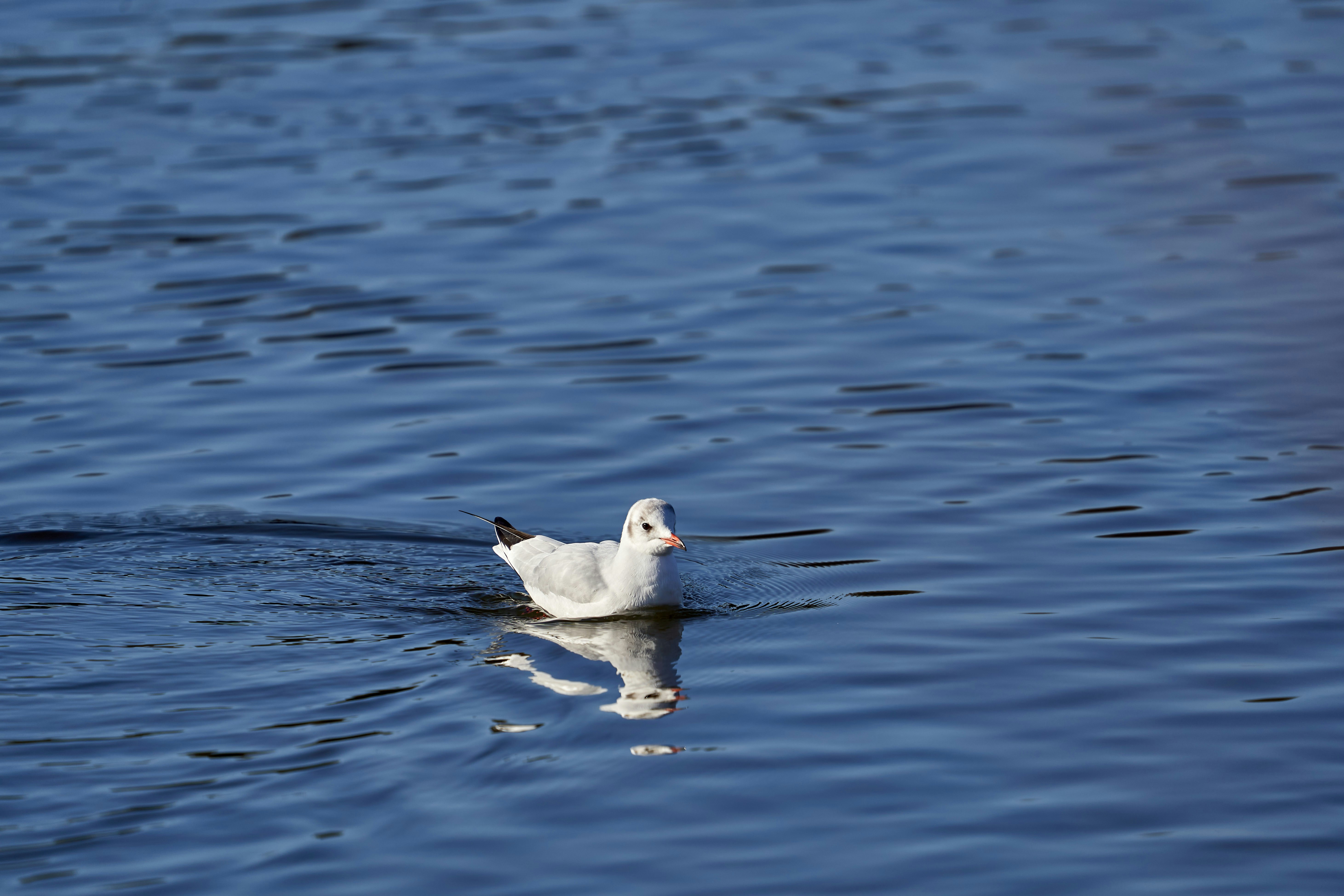 Photo by wolfgang_hasselmann