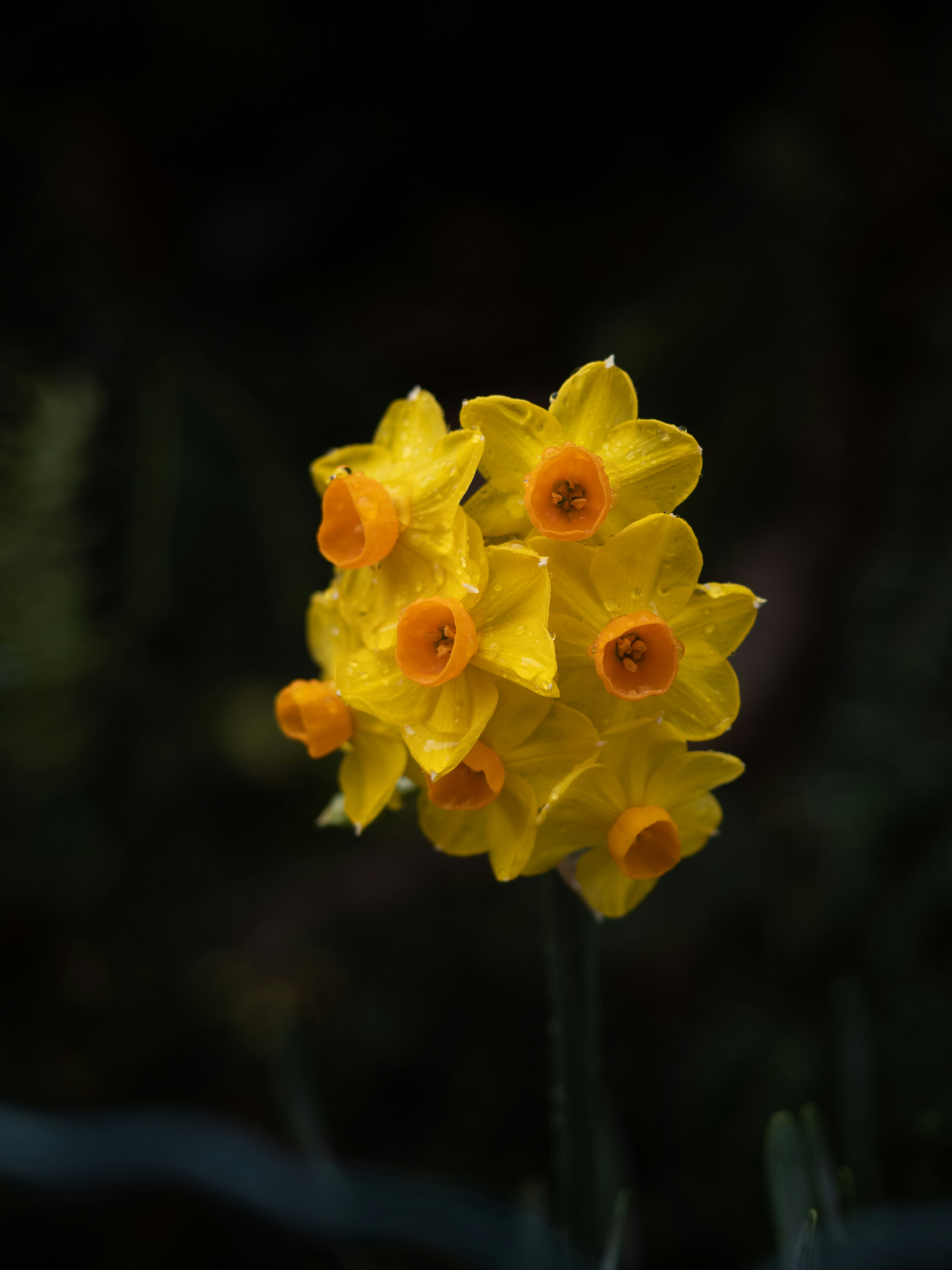 Un grupo de flores amarillas