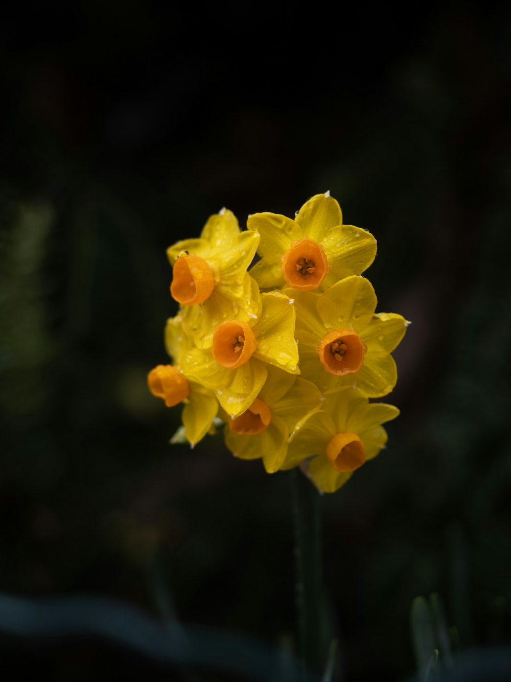 a group of yellow flowers