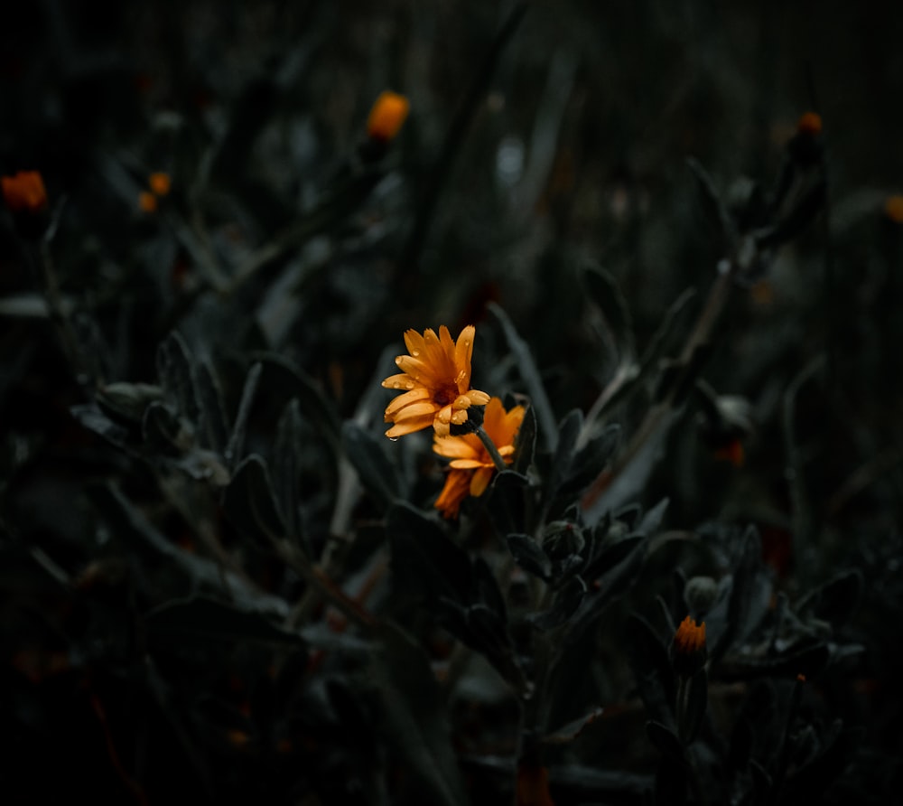 a close up of a flower