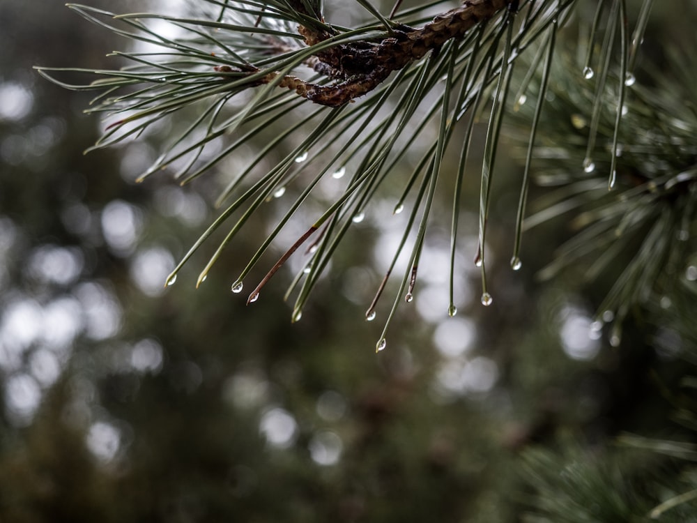 a close up of a pine tree