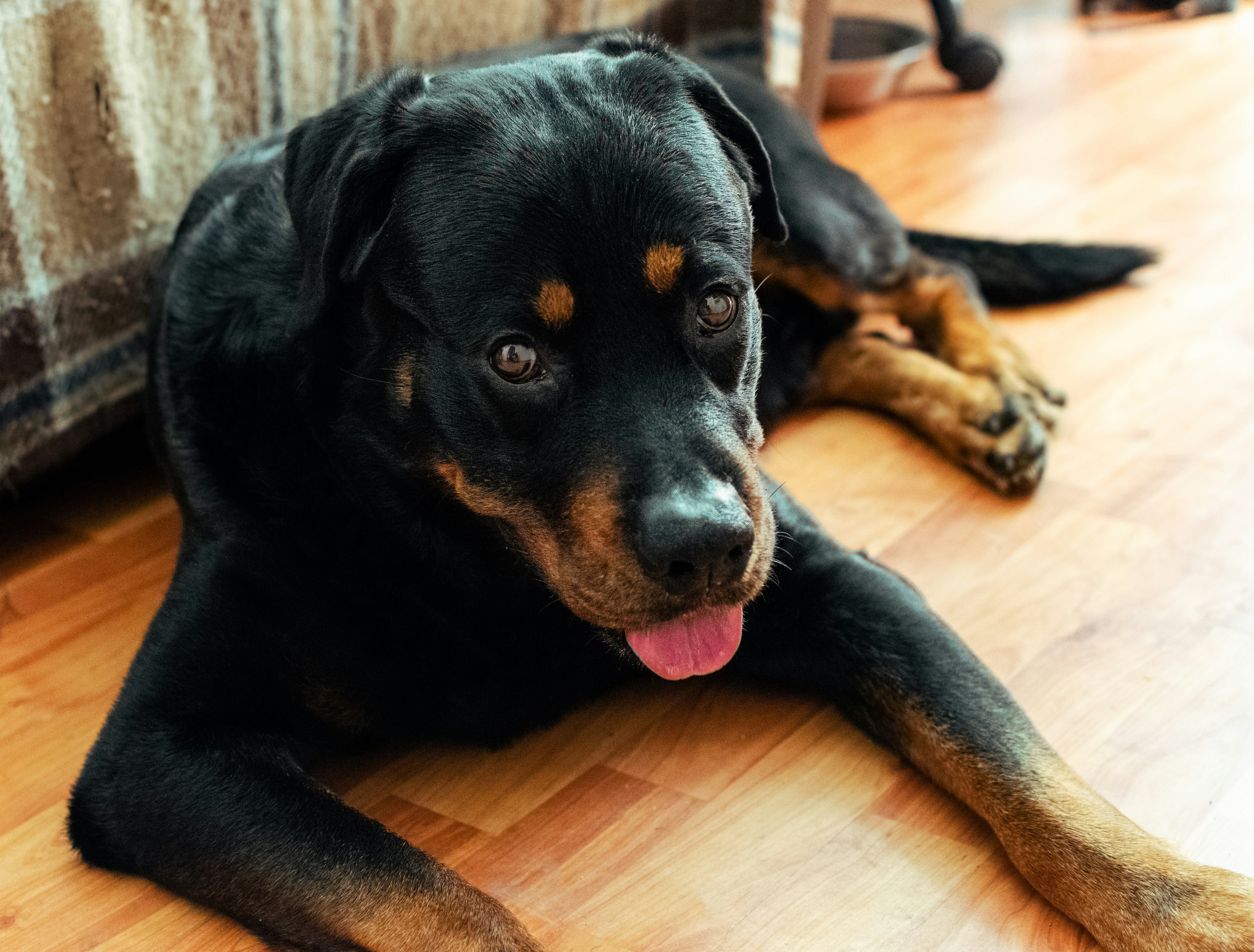 rottweiler border collie mix