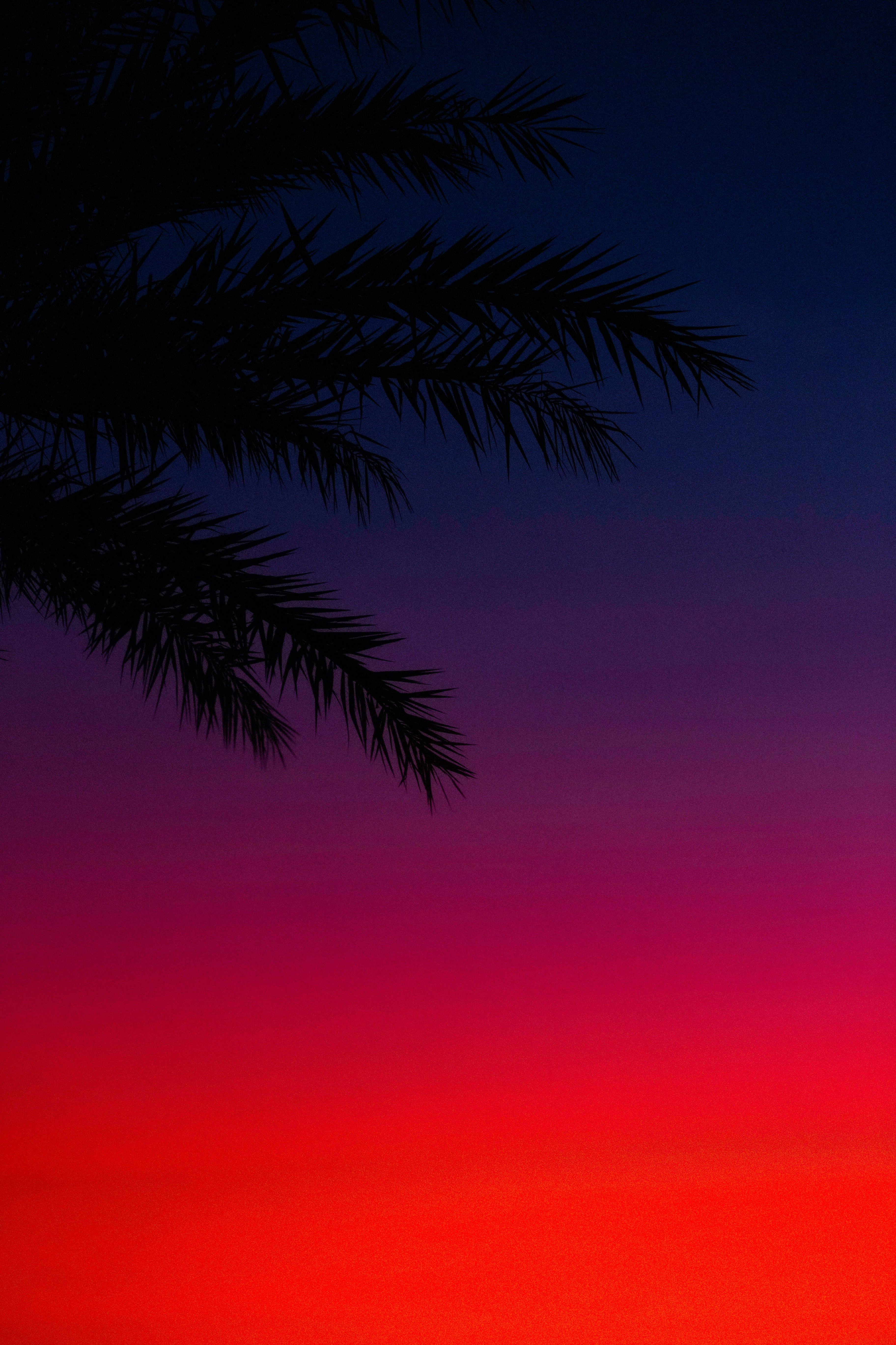 a tree with a pink sky