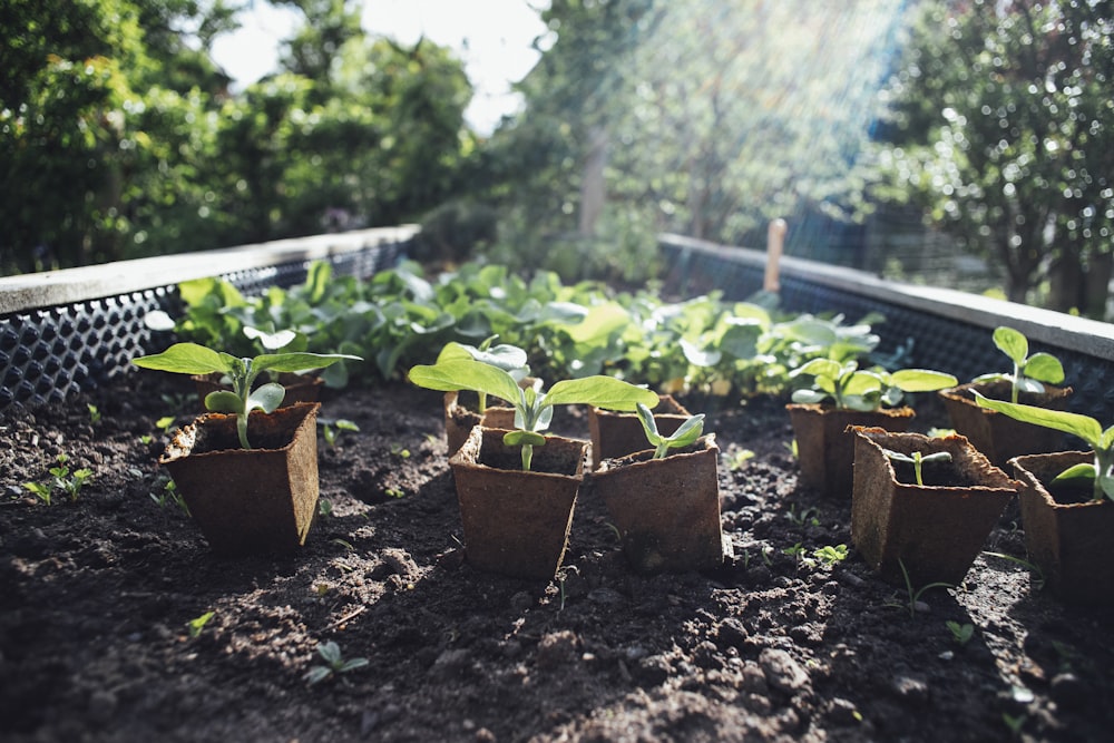 a group of plants in a garden