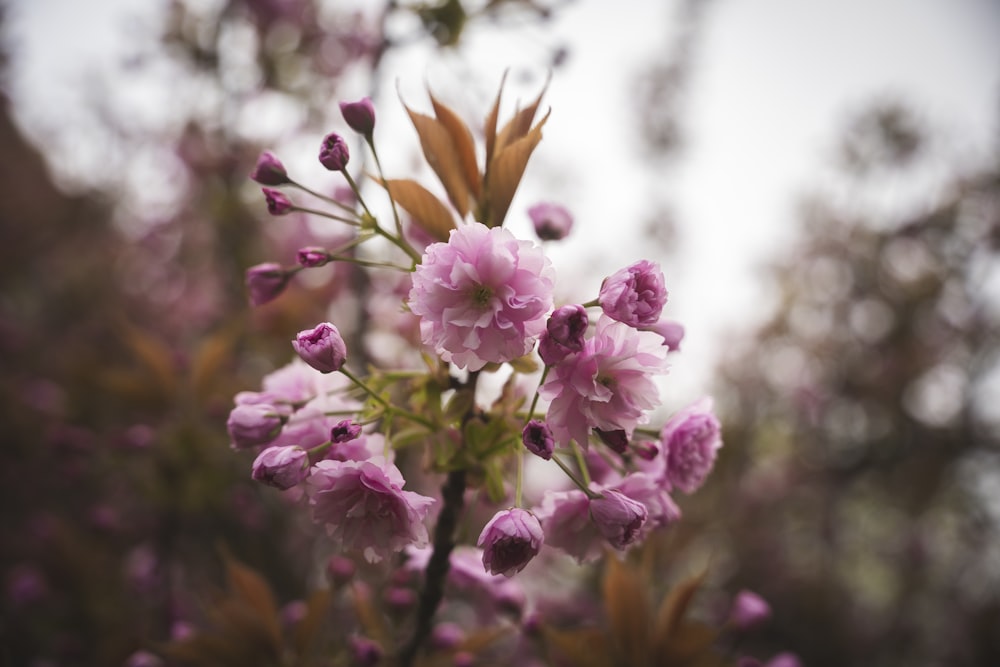 Nahaufnahme einer Blume