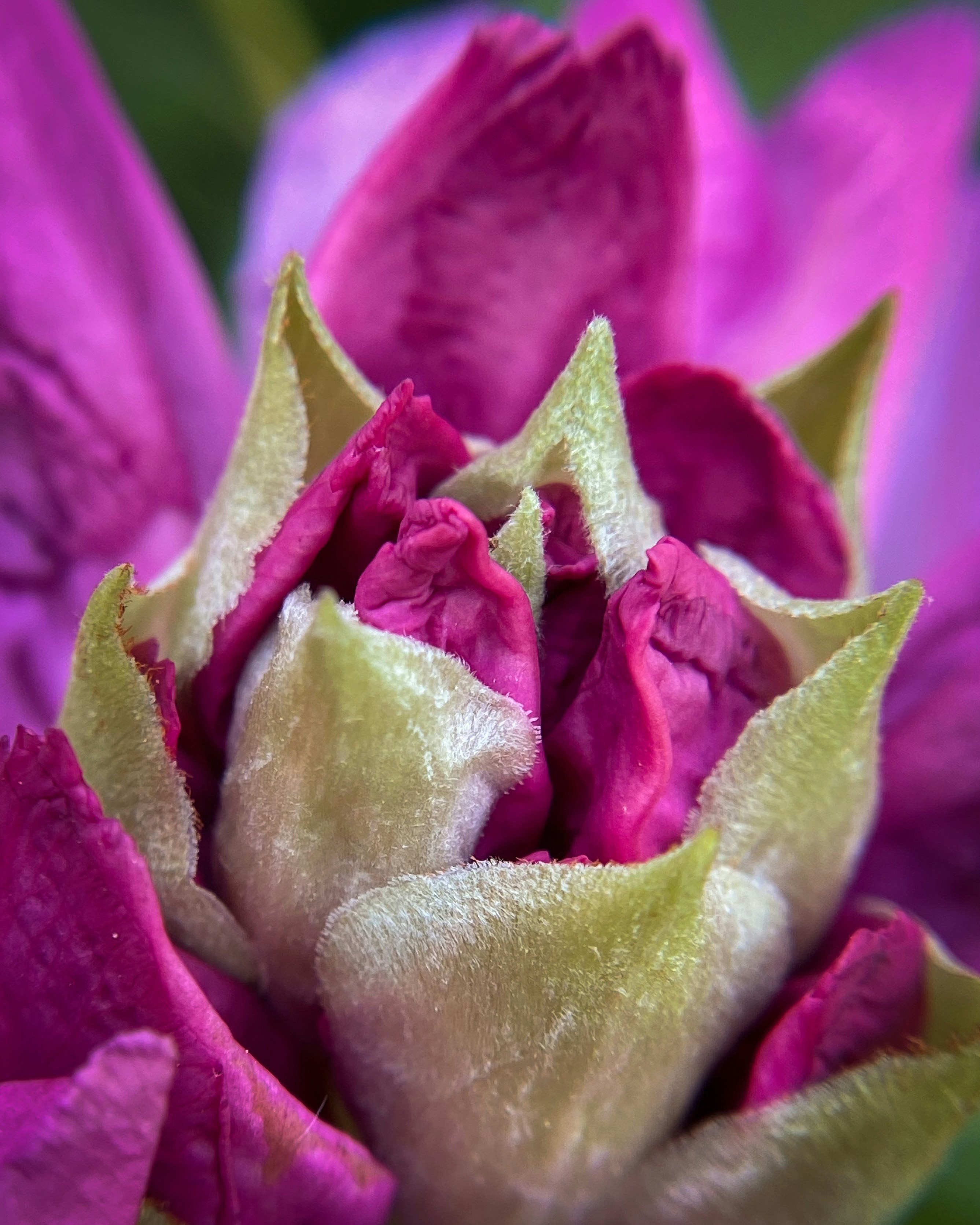 nature details macro, wallpaper, Appreciating Small Scale Nature: Finding Wonder Nearby 5
